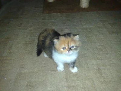 Prodám koťátko