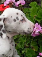 Dalmatin - Hradec Králové