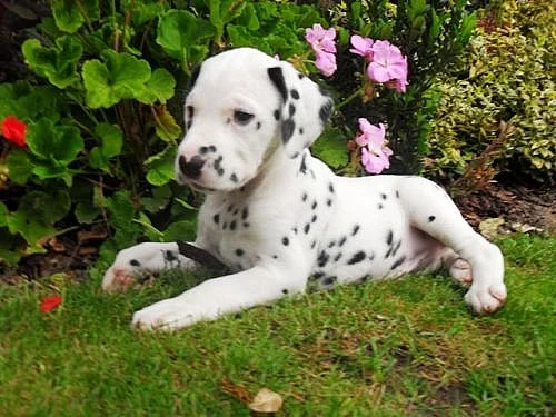 Dalmatin - Hradec Králové