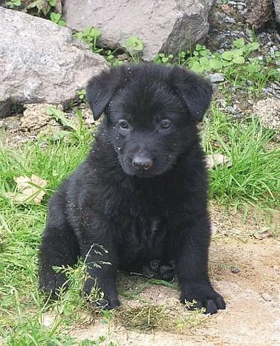 Štěňátka NO s PP ihned k odběru