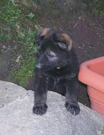 Štěňátka NO s PP ihned k odběru