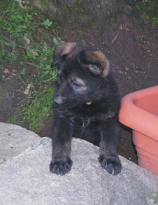 Štěňátka NO s PP ihned k odběru