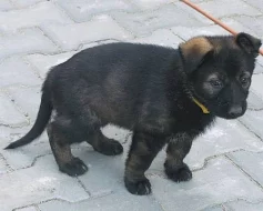 Štěňátka NO s PP ihned k odběru