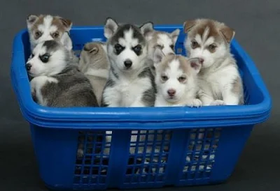 Sibiřský husky štěňata na prodej