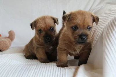 Norwich terrier s pp