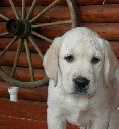 štěnátka labrador