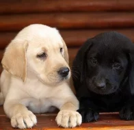 štěnátka labrador