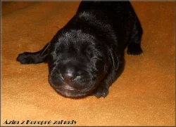 Bandog s PP