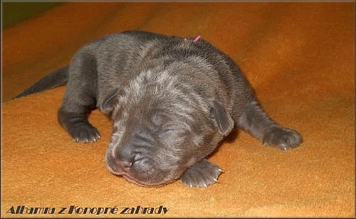 Bandog s PP