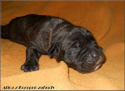 Bandog s PP