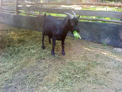 Holanský mini kozlík