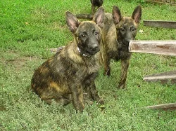 Holandský ovčák s PP