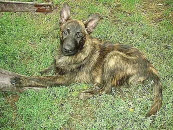 Holandský ovčák s PP