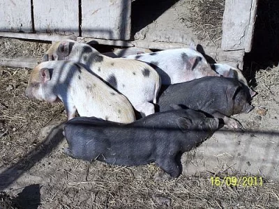 Prodej vietnamských selat