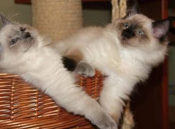 ragdoll s PP