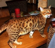 Kočka bengálská-koťátka