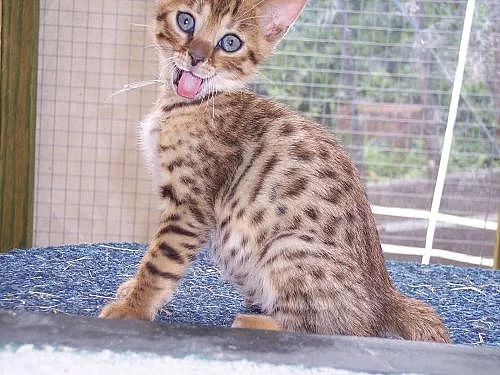 Kočka bengálská-koťátka
