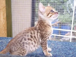 Kočka bengálská-koťátka