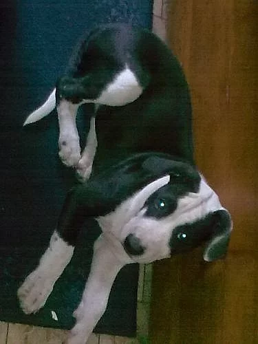 Americký pitbullteriér štěňě s PP /kluk/