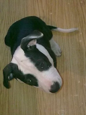 Americký pitbullteriér štěňě s PP /kluk/