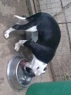 Americký pitbullteriér štěňě s PP /kluk/