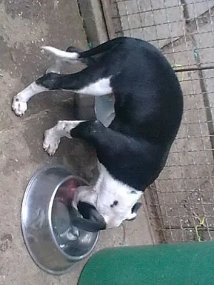 Americký pitbullteriér štěňě s PP /kluk/