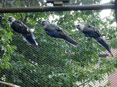 Prodám Penant modrý