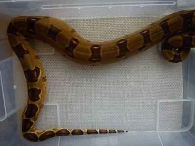 Boa constr. DH sunglow BS