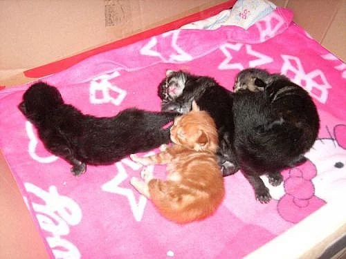 Prodáme koťátka mainské mývalí kočky bez PP