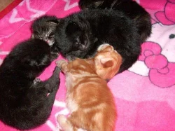 Prodáme koťátka mainské mývalí kočky bez PP