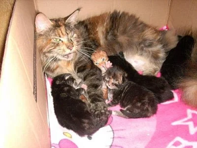 Prodáme koťátka mainské mývalí kočky bez PP