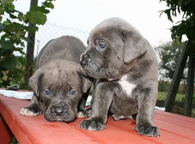Cane Corso 