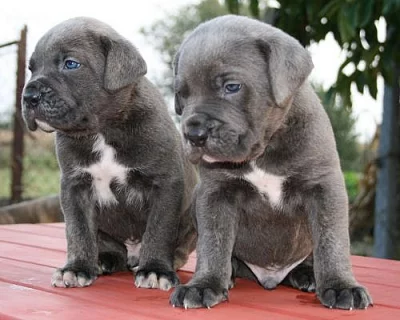 Cane Corso 