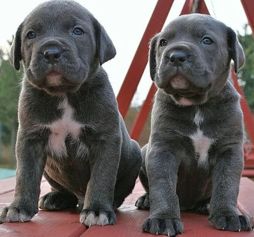 Cane Corso