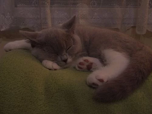 !LUXUSNÍ BRITSKÁ KOŤÁTKA S PP K ODBĚRU!SUPER CENA!