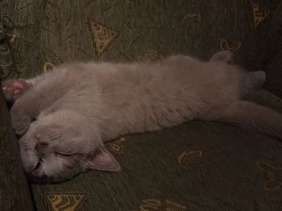 !LUXUSNÍ BRITSKÁ KOŤÁTKA S PP K ODBĚRU!SUPER CENA!