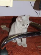 !LUXUSNÍ BRITSKÁ KOŤÁTKA S PP K ODBĚRU!SUPER CENA!