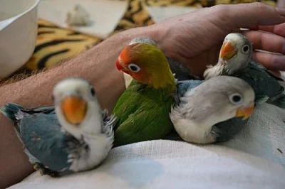 Ručně dokrmení agapornisy