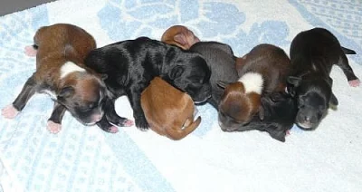 Čínský chocholatý pes