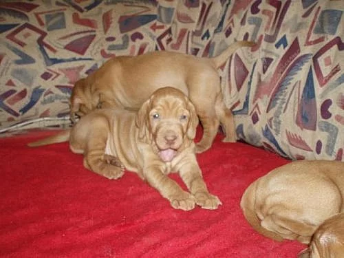 Maďarský krátkosrstý stavač - vyzsla