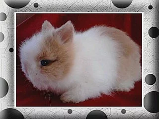 TEDDY MIMI S VÝPISEM PŘEDKŮ