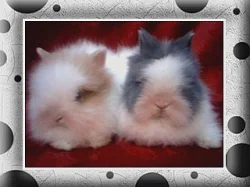 TEDDY MIMI S VÝPISEM PŘEDKŮ