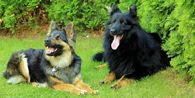 Chodský pes - štěňátka s PP