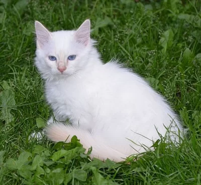 koťata plemena Birma