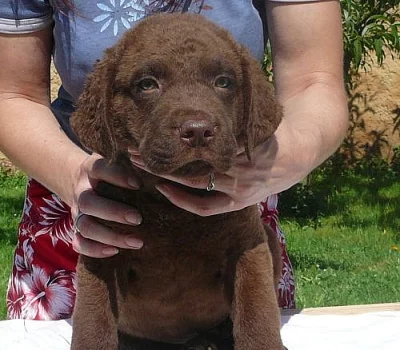 Chesapeake bay retriever 