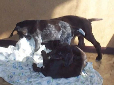 ŠTĚŇATA NĚMECKÉHO KRÁTKOSRSTÉHO OHAŘE s PP