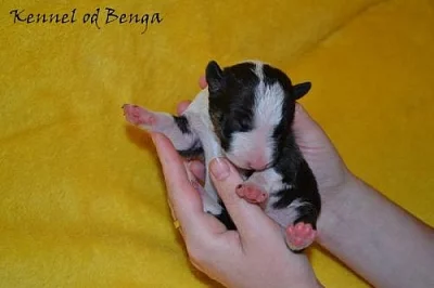 MINIATURNÍ BULLTERIER s PP