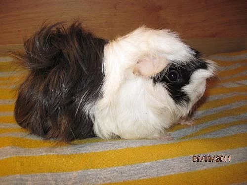 Dlouhosrsté morče s PP