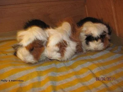 Dlouhosrsté morče s PP