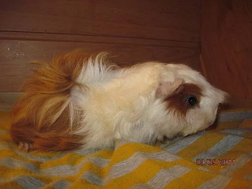 Dlouhosrsté morče s PP